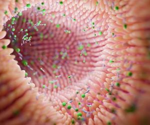 Villosités intestinales